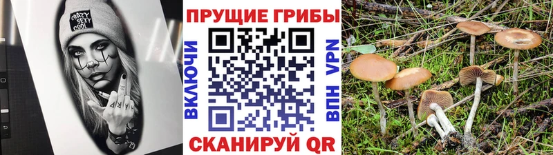 Псилоцибиновые грибы Psilocybe  сколько стоит  Амурск 